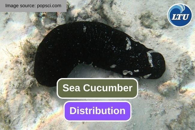 The Remarkable Range of Sea Cucumber Distribution